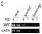 PR/SET Domain 2 antibody, MA5-11144, Invitrogen Antibodies, Chromatin Immunoprecipitation image 