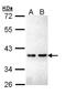 Zinc Finger Protein 346 antibody, LS-C186188, Lifespan Biosciences, Western Blot image 