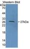 Cell Division Cycle 42 antibody, abx128240, Abbexa, Western Blot image 