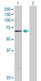 Dual specificity protein kinase CLK2 antibody, H00001196-D01P, Novus Biologicals, Western Blot image 