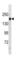 TSC Complex Subunit 1 antibody, abx034673, Abbexa, Western Blot image 