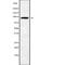 Rho GTPase Activating Protein 12 antibody, abx148310, Abbexa, Western Blot image 