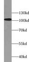 WD Repeat Domain 24 antibody, FNab09488, FineTest, Western Blot image 