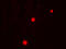 NADPH Oxidase 1 antibody, 7921, ProSci, Immunofluorescence image 