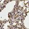 Cyclin Dependent Kinase 6 antibody, abx225099, Abbexa, Western Blot image 