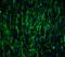 Musashi RNA Binding Protein 2 antibody, 6309, ProSci, Immunofluorescence image 