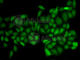 Ataxin 1 antibody, A6217, ABclonal Technology, Immunofluorescence image 