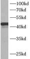 Beta-1,3-N-Acetylgalactosaminyltransferase 1 (Globoside Blood Group) antibody, FNab00762, FineTest, Western Blot image 