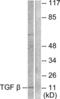 Transforming Growth Factor Beta 3 antibody, LS-B7628, Lifespan Biosciences, Western Blot image 