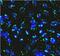 TGF-Beta Activated Kinase 1 (MAP3K7) Binding Protein 3 antibody, FNab10439, FineTest, Immunofluorescence image 