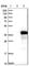 Ankyrin Repeat Domain 45 antibody, HPA031656, Atlas Antibodies, Western Blot image 