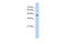 Protein O-Fucosyltransferase 2 antibody, 30-124, ProSci, Western Blot image 