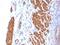 Calponin 1 antibody, NBP2-48205, Novus Biologicals, Immunohistochemistry paraffin image 