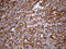 Interferon Induced Transmembrane Protein 2 antibody, LS-C792859, Lifespan Biosciences, Immunohistochemistry paraffin image 