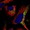 Coenzyme Q8B antibody, HPA027229, Atlas Antibodies, Immunofluorescence image 
