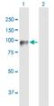 DDHD Domain Containing 2 antibody, H00023259-B01P, Novus Biologicals, Western Blot image 