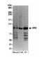 Hepatocyte Growth Factor-Regulated Tyrosine Kinase Substrate antibody, NB100-55249, Novus Biologicals, Western Blot image 