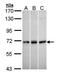 TIMP Metallopeptidase Inhibitor 3 antibody, orb11485, Biorbyt, Western Blot image 