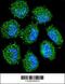 PRAME Family Member 6 antibody, 55-835, ProSci, Immunofluorescence image 