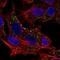 BPI Fold Containing Family B Member 2 antibody, HPA049491, Atlas Antibodies, Immunocytochemistry image 
