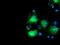 Schlafen Like 1 antibody, GTX83615, GeneTex, Immunofluorescence image 