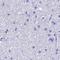 Testis Expressed 101 antibody, NBP1-84356, Novus Biologicals, Immunohistochemistry paraffin image 