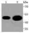 Cell Division Cycle 37 antibody, A02169S13, Boster Biological Technology, Western Blot image 