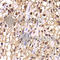 Elongin A antibody, A6994, ABclonal Technology, Immunohistochemistry paraffin image 