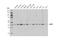 AUP1 Lipid Droplet Regulating VLDL Assembly Factor antibody, 14035S, Cell Signaling Technology, Western Blot image 