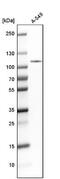 DNA Ligase 3 antibody, NBP1-87720, Novus Biologicals, Western Blot image 