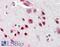 NOVA Alternative Splicing Regulator 1 antibody, 46-694, ProSci, Enzyme Linked Immunosorbent Assay image 