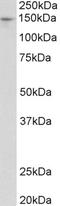 Peroxisomal Biogenesis Factor 1 antibody, LS-C139599, Lifespan Biosciences, Western Blot image 