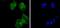 Ubiquitin Like Modifier Activating Enzyme 1 antibody, A02810-1, Boster Biological Technology, Immunocytochemistry image 