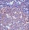 Sialophorin antibody, LS-C161462, Lifespan Biosciences, Immunohistochemistry paraffin image 