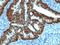Caudal Type Homeobox 2 antibody, 33-767, ProSci, Immunohistochemistry paraffin image 
