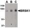 BR serine/threonine-protein kinase 1 antibody, PA5-20353, Invitrogen Antibodies, Western Blot image 