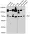 Phosphatidylinositol Glycan Anchor Biosynthesis Class T antibody, 14-266, ProSci, Western Blot image 