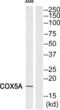 Cytochrome C Oxidase Subunit 5A antibody, abx013971, Abbexa, Western Blot image 