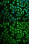 DEAD-Box Helicase 41 antibody, GTX33151, GeneTex, Immunofluorescence image 