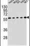 Paired Box 1 antibody, PA5-23960, Invitrogen Antibodies, Western Blot image 