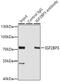 Insulin Like Growth Factor 2 MRNA Binding Protein 3 antibody, 19-372, ProSci, Immunoprecipitation image 