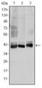 Mitogen-Activated Protein Kinase Kinase 4 antibody, STJ98239, St John