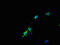 Ribonuclease UK114 antibody, A62750-100, Epigentek, Immunofluorescence image 