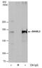 Mastermind Like Transcriptional Coactivator 2 antibody, PA5-78602, Invitrogen Antibodies, Immunoprecipitation image 