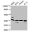 Autophagy Related 3 antibody, CSB-PA002288HA01HU, Cusabio, Western Blot image 