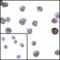 V-Set Immunoregulatory Receptor antibody, LS-C669112, Lifespan Biosciences, Immunocytochemistry image 