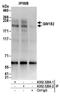 Trinucleotide Repeat Containing Adaptor 6A antibody, A302-329A, Bethyl Labs, Immunoprecipitation image 