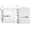 NAD(P) Dependent Steroid Dehydrogenase-Like antibody, PA5-51367, Invitrogen Antibodies, Western Blot image 