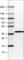 Arginase 1 antibody, AMAb90545, Atlas Antibodies, Western Blot image 