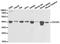M-phase inducer phosphatase 3 antibody, TA327133, Origene, Western Blot image 